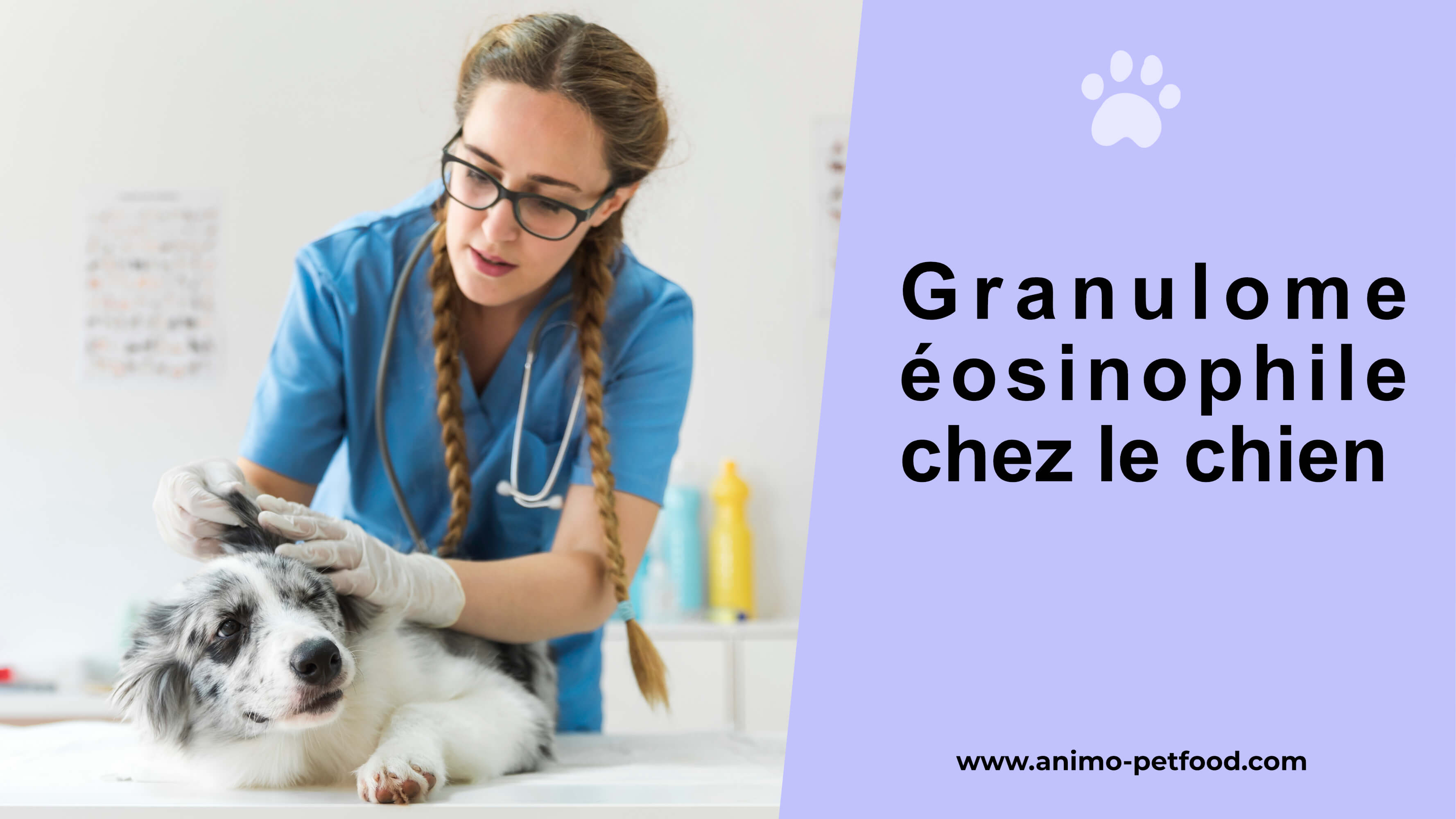 complexe-de-granulome-eosinophilique-chez-le-chien